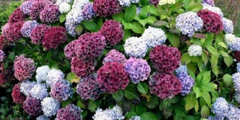 Zašto listovi metličaste hortenzije požute?